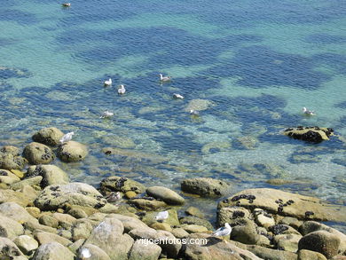 THE ROCKY COAST - CIES ISLANDS