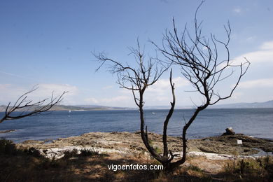 VISTAS DAS CÍES