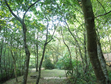 MOLINOS DE AGUA DE GONTADE