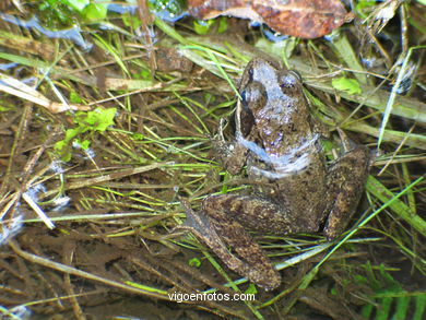 PHOTOS OF WATERWHEELS OF GONTADE VIGO BAY. GALICIA. VISIT SPAIN