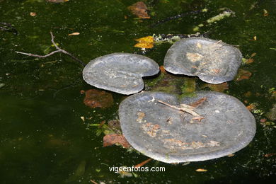 NATURALEZA CON ARTE. EXPOSICIÓN DE ESCULTURA JARDINES PAZO QUIÑONES DE LEÓN (CASTRELOS) VIGO. NATUREZA CON ARTE.