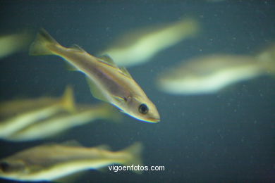 ACUARIO DEL MUSEO DEL MAR DE GALICIA. PECES, ESTRELLAS DE MAR, ANÉMONAS,... VIGO.