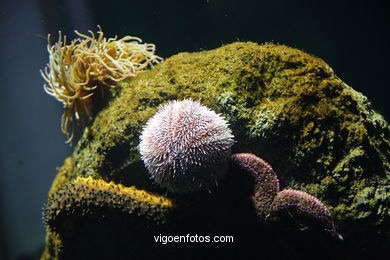 ACUARIO DO MUSEU DO MAR DE a GALIZA. PEIXES, ESTRELAS DE MAR, ANÉMONAS,... VIGO.