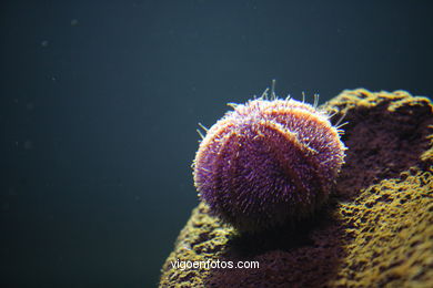 ACUARIO DEL MUSEO DEL MAR DE GALICIA. PECES, ESTRELLAS DE MAR, ANÉMONAS,... VIGO.