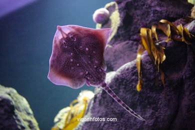 ACUARIO DO MUSEU DO MAR DE a GALIZA. PEIXES, ESTRELAS DE MAR, ANÉMONAS,... VIGO.