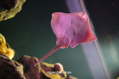 ACUARIO DEL MUSEO DEL MAR DE GALICIA. PECES, ESTRELLAS DE MAR, ANÉMONAS,... VIGO.