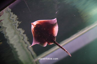 ACUARIO DO MUSEU DO MAR DE a GALIZA. PEIXES, ESTRELAS DE MAR, ANÉMONAS,... VIGO.