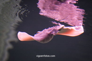 ACUARIO DO MUSEU DO MAR DE a GALIZA. PEIXES, ESTRELAS DE MAR, ANÉMONAS,... VIGO.