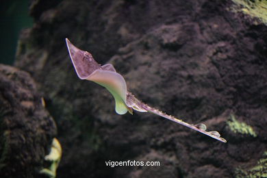 ACUARIO DEL MUSEO DEL MAR DE GALICIA. PECES, ESTRELLAS DE MAR, ANÉMONAS,... VIGO.