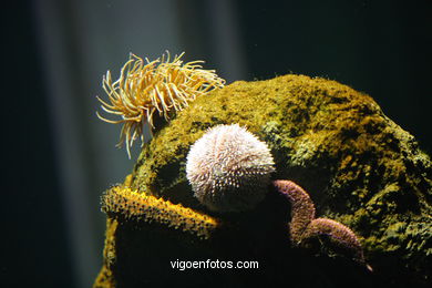 ACUARIO DO MUSEU DO MAR DE a GALIZA. PEIXES, ESTRELAS DE MAR, ANÉMONAS,... VIGO.