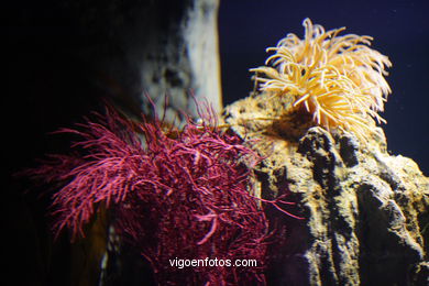 ACUARIO DO MUSEU DO MAR DE a GALIZA. PEIXES, ESTRELAS DE MAR, ANÉMONAS,... VIGO.