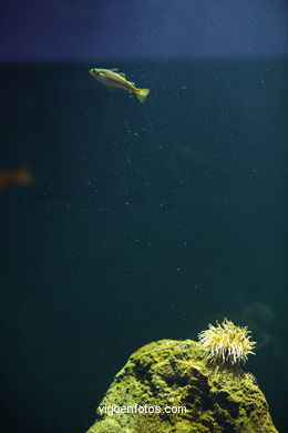 ACUARIO DO MUSEU DO MAR DE a GALIZA. PEIXES, ESTRELAS DE MAR, ANÉMONAS,... VIGO.