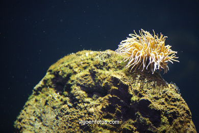 ACUARIO DEL MUSEO DEL MAR DE GALICIA. PECES, ESTRELLAS DE MAR, ANÉMONAS,... VIGO.