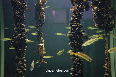 ACUARIO DO MUSEU DO MAR DE a GALIZA. PEIXES, ESTRELAS DE MAR, ANÉMONAS,... VIGO.