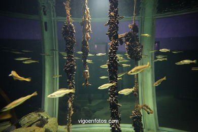 ACUARIO DO MUSEU DO MAR DE a GALIZA. PEIXES, ESTRELAS DE MAR, ANÉMONAS,... VIGO.