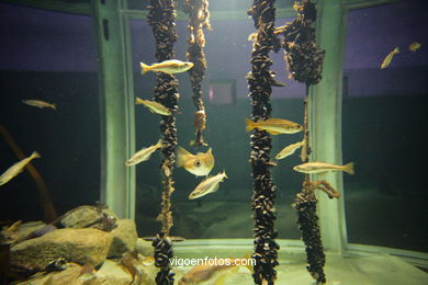 ACUARIO DO MUSEU DO MAR DE a GALIZA. PEIXES, ESTRELAS DE MAR, ANÉMONAS,... VIGO.