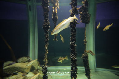 ACUARIO DO MUSEU DO MAR DE a GALIZA. PEIXES, ESTRELAS DE MAR, ANÉMONAS,... VIGO.