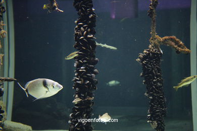 ACUARIO DEL MUSEO DEL MAR DE GALICIA. PECES, ESTRELLAS DE MAR, ANÉMONAS,... VIGO.