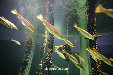 ACUARIO DEL MUSEO DEL MAR DE GALICIA. PECES, ESTRELLAS DE MAR, ANÉMONAS,... VIGO.