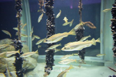 ACUARIO DEL MUSEO DEL MAR DE GALICIA. PECES, ESTRELLAS DE MAR, ANÉMONAS,... VIGO.