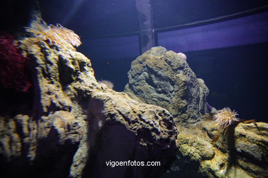 ACUARIO DO MUSEU DO MAR DE a GALIZA. PEIXES, ESTRELAS DE MAR, ANÉMONAS,... VIGO.