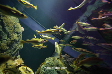 ACUARIO DO MUSEU DO MAR DE a GALIZA. PEIXES, ESTRELAS DE MAR, ANÉMONAS,... VIGO.