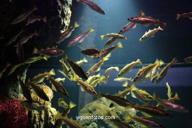 ACUARIO DO MUSEU DO MAR DE a GALIZA. PEIXES, ESTRELAS DE MAR, ANÉMONAS,... VIGO.