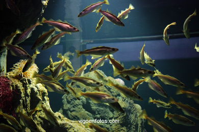 ACUARIO DO MUSEU DO MAR DE a GALIZA. PEIXES, ESTRELAS DE MAR, ANÉMONAS,... VIGO.