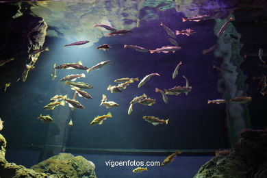 ACUARIO DEL MUSEO DEL MAR DE GALICIA. PECES, ESTRELLAS DE MAR, ANÉMONAS,... VIGO.