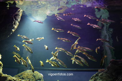 ACUARIO DEL MUSEO DEL MAR DE GALICIA. PECES, ESTRELLAS DE MAR, ANÉMONAS,... VIGO.