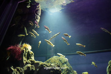 ACUARIO DEL MUSEO DEL MAR DE GALICIA. PECES, ESTRELLAS DE MAR, ANÉMONAS,... VIGO.