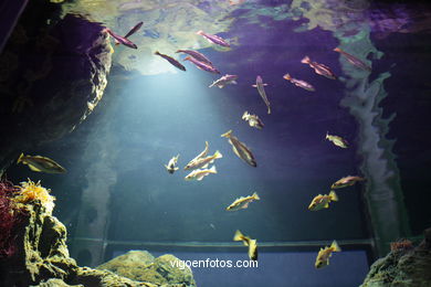 ACUARIO DO MUSEU DO MAR DE a GALIZA. PEIXES, ESTRELAS DE MAR, ANÉMONAS,... VIGO.