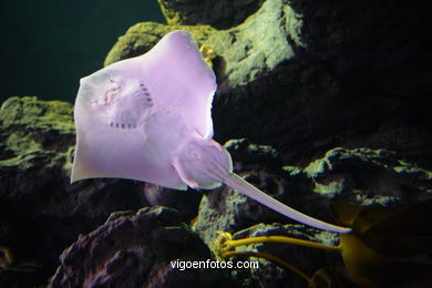 ACUARIO DEL MUSEO DEL MAR DE GALICIA. PECES, ESTRELLAS DE MAR, ANÉMONAS,... VIGO.