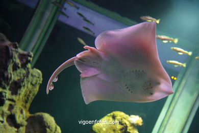 ACUARIO DEL MUSEO DEL MAR DE GALICIA. PECES, ESTRELLAS DE MAR, ANÉMONAS,... VIGO.