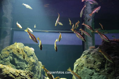 ACUARIO DO MUSEU DO MAR DE a GALIZA. PEIXES, ESTRELAS DE MAR, ANÉMONAS,... VIGO.