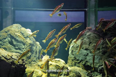 ACUARIO DO MUSEU DO MAR DE a GALIZA. PEIXES, ESTRELAS DE MAR, ANÉMONAS,... VIGO.