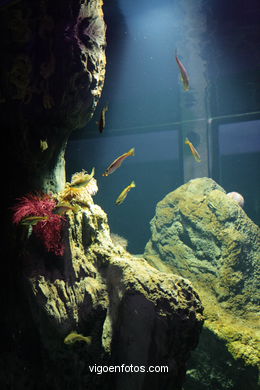 ACUARIO DEL MUSEO DEL MAR DE GALICIA. PECES, ESTRELLAS DE MAR, ANÉMONAS,... VIGO.