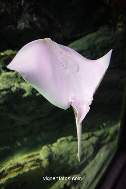 AQUARIUM OF THE MUSEUM OF THE SEA OF GALICIA