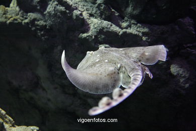 ACUARIO DO MUSEU DO MAR DE a GALIZA. PEIXES, ESTRELAS DE MAR, ANÉMONAS,... VIGO.