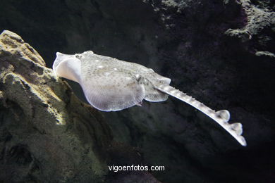 ACUARIO DO MUSEU DO MAR DE a GALIZA. PEIXES, ESTRELAS DE MAR, ANÉMONAS,... VIGO.