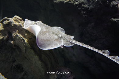 ACUARIO DEL MUSEO DEL MAR DE GALICIA. PECES, ESTRELLAS DE MAR, ANÉMONAS,... VIGO.