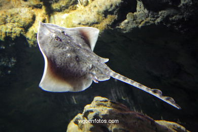 ACUARIO DEL MUSEO DEL MAR DE GALICIA. PECES, ESTRELLAS DE MAR, ANÉMONAS,... VIGO.