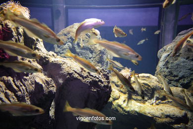 ACUARIO DEL MUSEO DEL MAR DE GALICIA. PECES, ESTRELLAS DE MAR, ANÉMONAS,... VIGO.