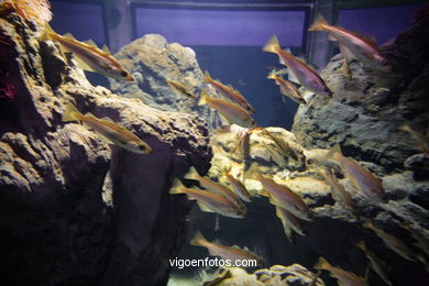 ACUARIO DEL MUSEO DEL MAR DE GALICIA. PECES, ESTRELLAS DE MAR, ANÉMONAS,... VIGO.