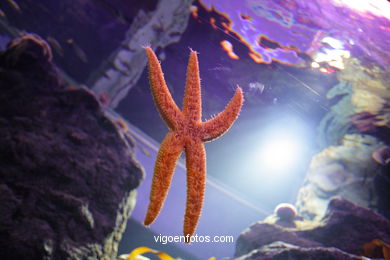 AQUARIUM OF THE MUSEUM OF THE SEA OF GALICIA