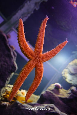 ACUARIO DO MUSEU DO MAR DE a GALIZA. PEIXES, ESTRELAS DE MAR, ANÉMONAS,... VIGO.