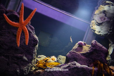 ACUARIO DO MUSEU DO MAR DE a GALIZA. PEIXES, ESTRELAS DE MAR, ANÉMONAS,... VIGO.