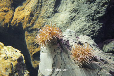 ACUARIO DEL MUSEO DEL MAR DE GALICIA. PECES, ESTRELLAS DE MAR, ANÉMONAS,... VIGO.