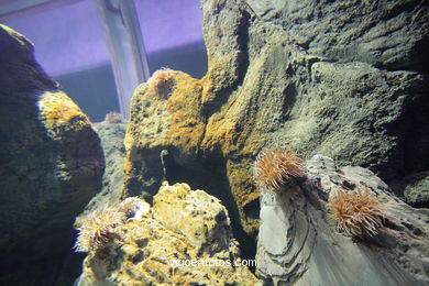 ACUARIO DEL MUSEO DEL MAR DE GALICIA. PECES, ESTRELLAS DE MAR, ANÉMONAS,... VIGO.