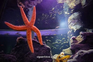 ACUARIO DO MUSEU DO MAR DE a GALIZA. PEIXES, ESTRELAS DE MAR, ANÉMONAS,... VIGO.